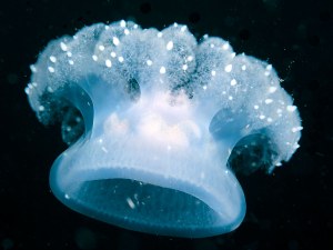 Profile picture for user andrey.ryanskiy