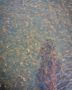 Profile picture for user singleuseplanet