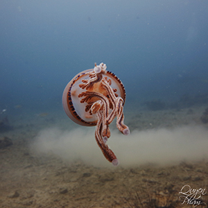 Profile picture for user QuyenPham